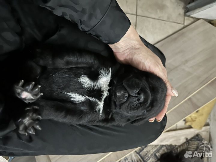 Щенки кане корсо