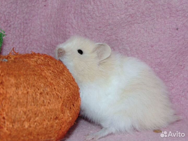 Сирийский хомяк из питомника Сириус