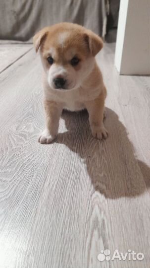 Домашние животные собаки щенки