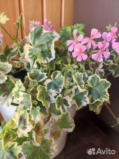 Пеларгонии сортовые