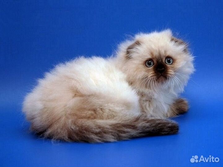 Кошки шотландцы