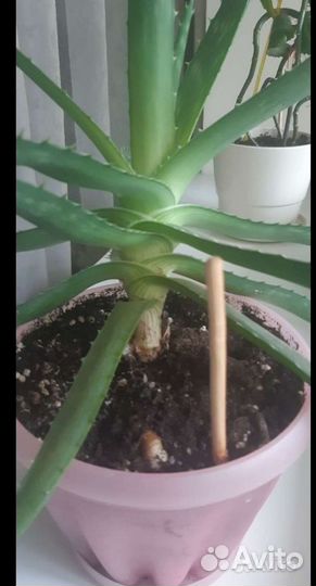 Цветок алоэ