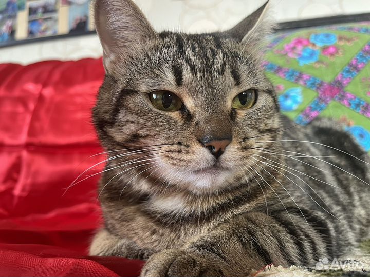 Кошечка Элис