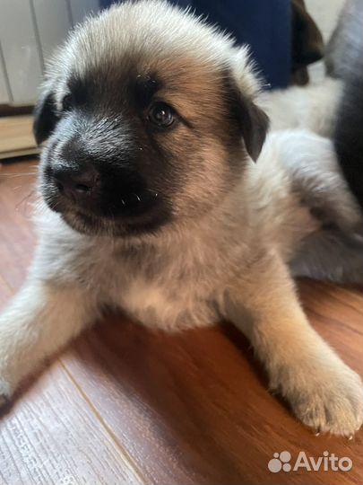 Щенки метисы овчарки