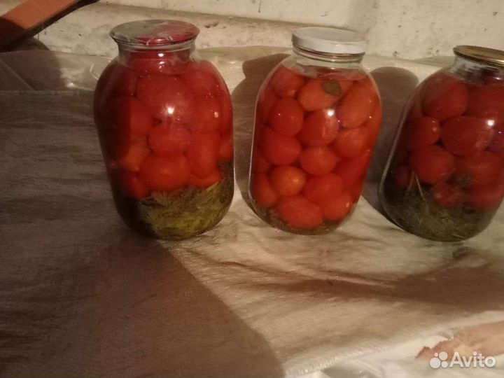 Рассада помидор