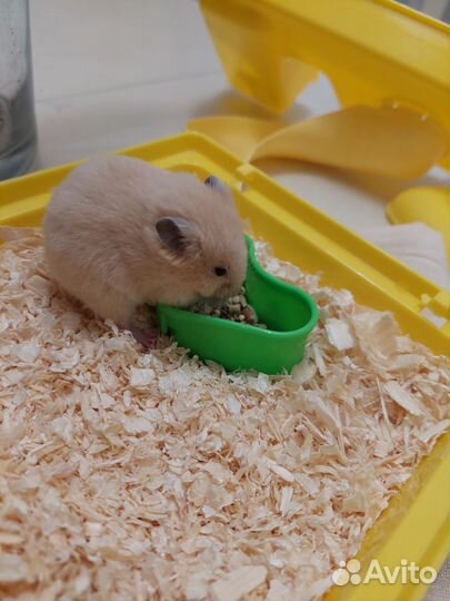 Сирийский хомяк