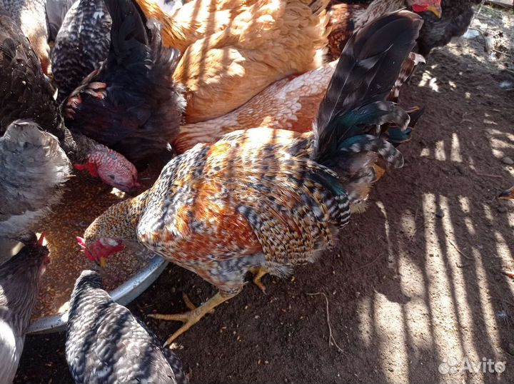 Молодые петушки