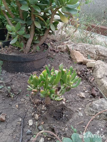 Толстянка хоббит