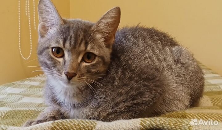 Котенок Маша