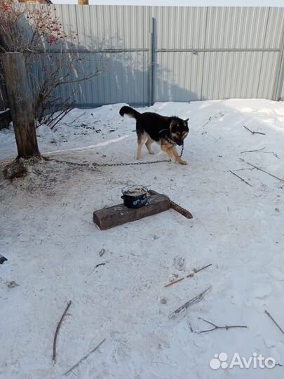 Собака в добрые руки отдам бесплатно