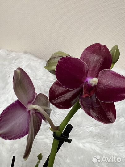 Кожаная орхидея Cogo Relex или Relex deep purple