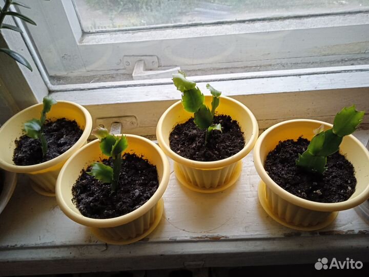 Декабрист шлюмбергера сортовые