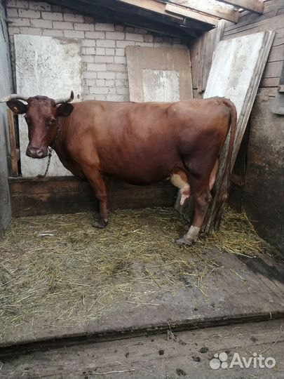 Коровы дойные