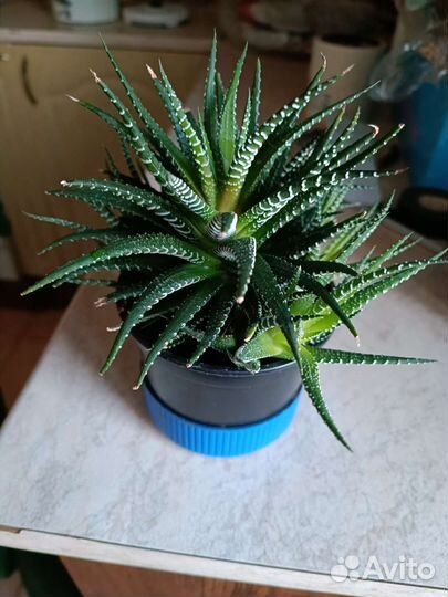 Суккуленты