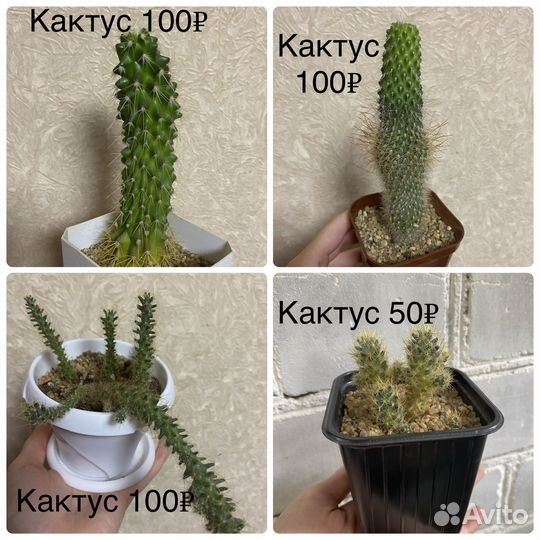 Суккуленты (хавортия, гуэрния, кактусы и др)