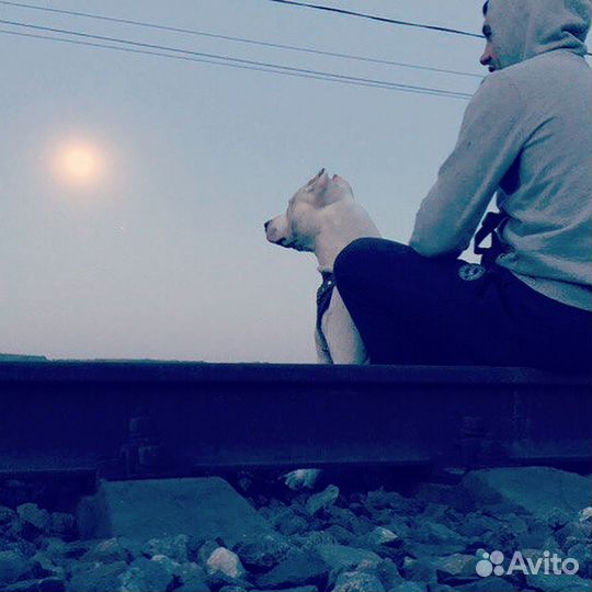Вязка кобель апбт 3 года