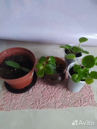 Хлорофитум и др.цветы