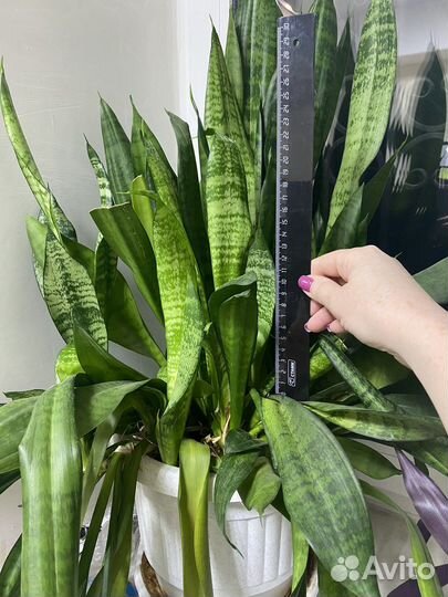 Сансевиерия. Тещин язык