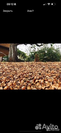 Скорлупа Кедрового Ореха Мулча