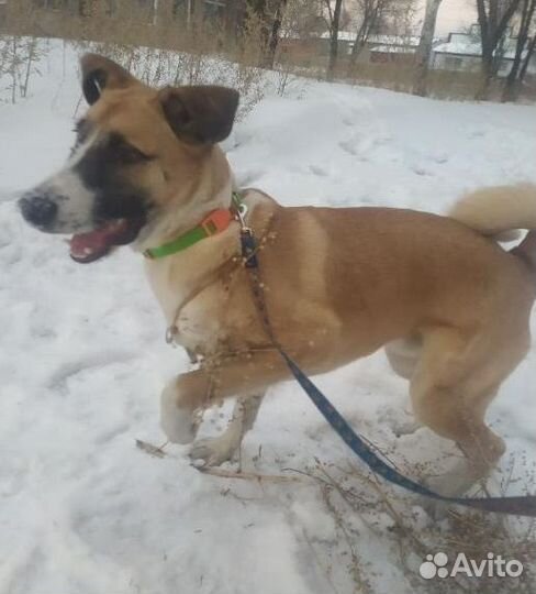 Собака в добрые руки бесплатно