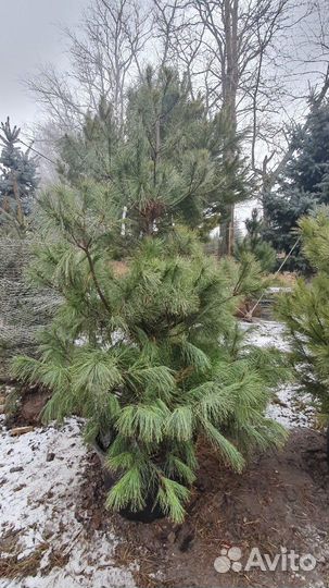 Сосна Веймутова