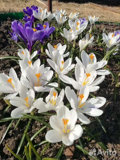 Луковицы крокусов