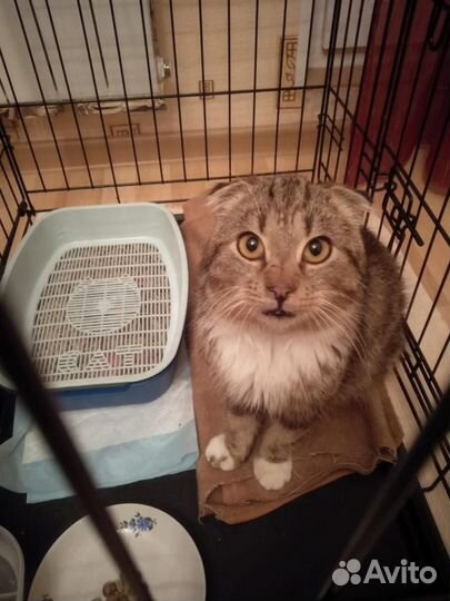 Котик ищет дом