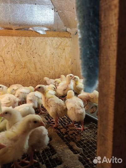 Домашние куры бройлеры