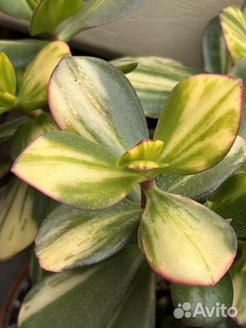 Сингониум Клубничный лёд