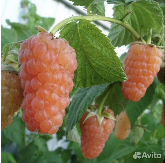 Ремонтантная малина