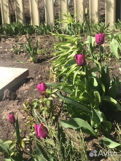 Тюльпаны в ассортименте