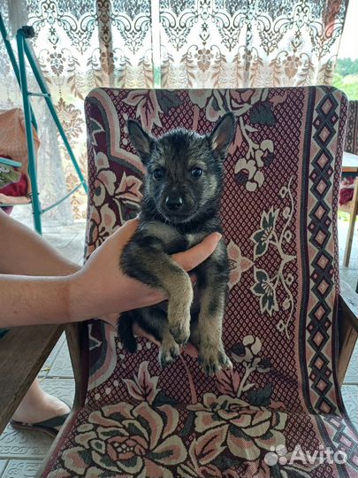 Собака в добрые руки щенок