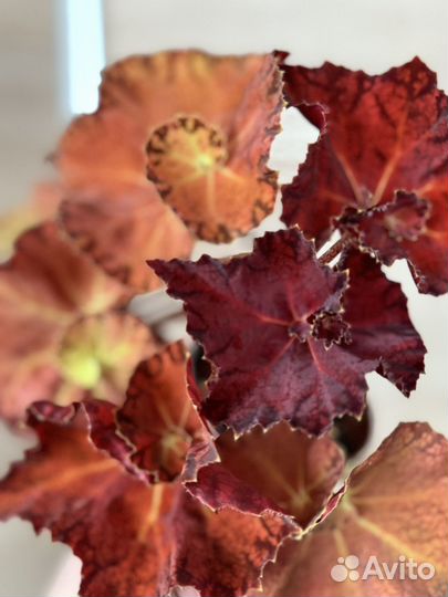 Бегония Марта стюарт