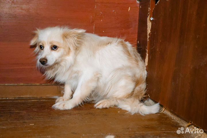 Собака девочка в добрые руки