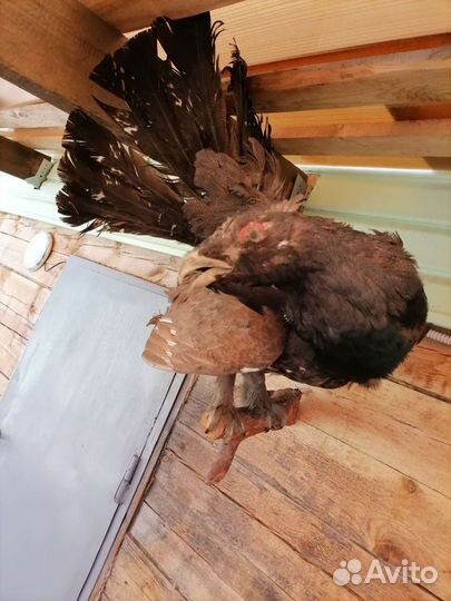 Чучело птицы