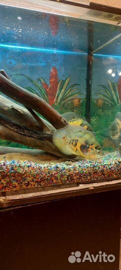 Аквариум с тумбой