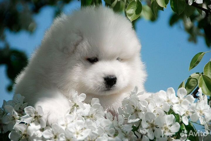 Щенки самоеда