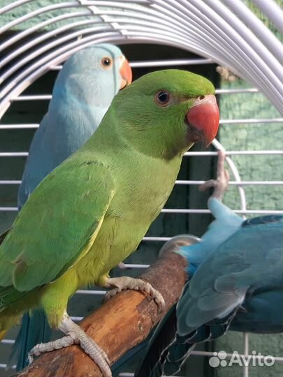 Попугай ожереловый