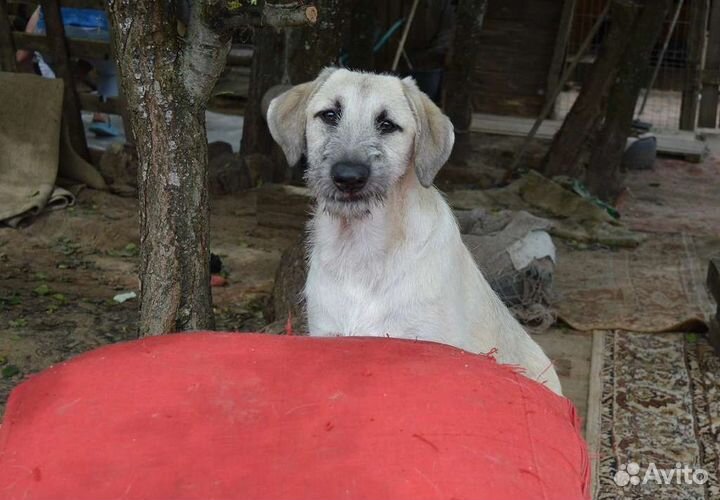 Дворовый волдов