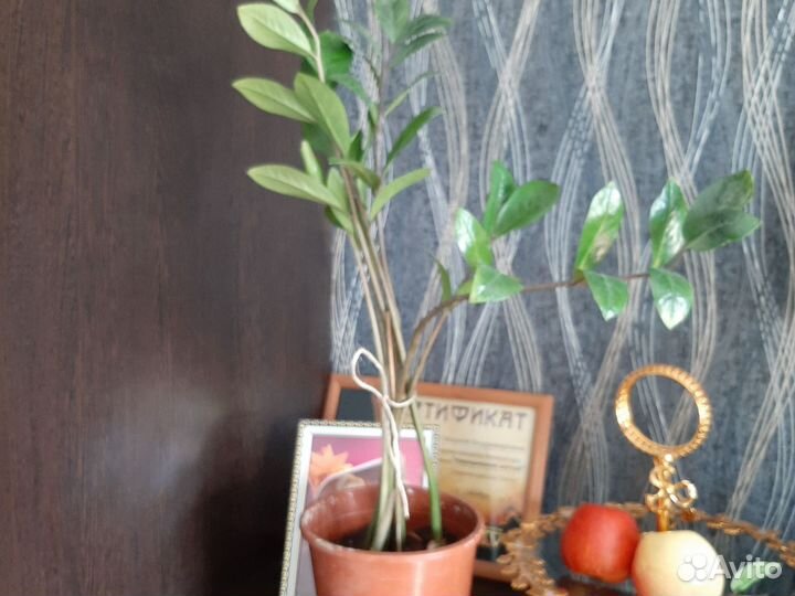 Замиокулькас