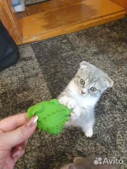 Котята шотландской вислоухой