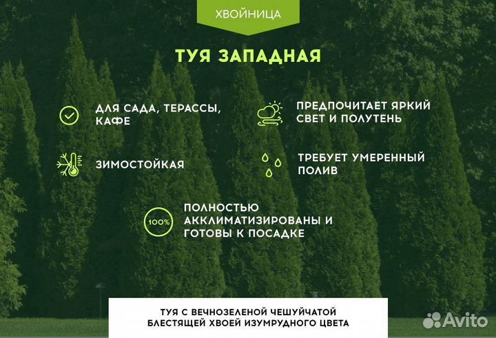 Туя Экстра качества Смарагд,Брабант,Колумна
