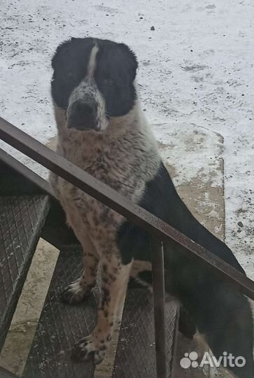 Туркменский азиат (алабай)