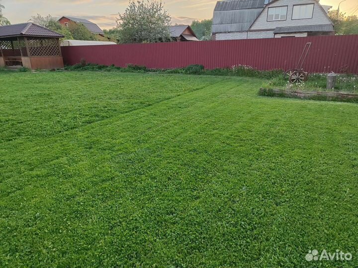 Трава газонная, скошенная