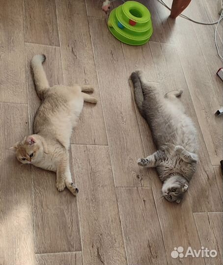 Шотландская кошечка