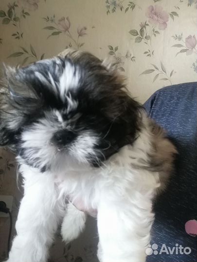 Ши-тцу мальчик