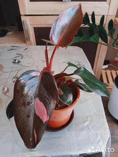 Филодендрон розовая принцесса