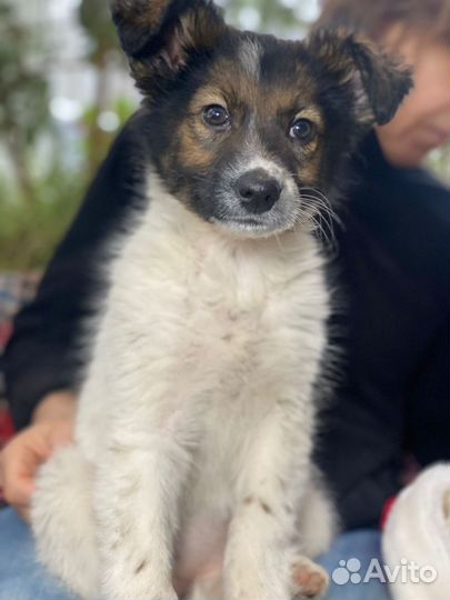 Щенки в добрые руки