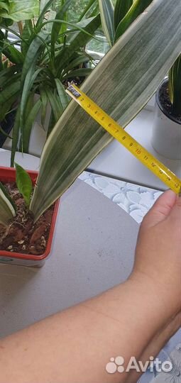 Сансевиерия сортовая