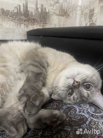 Котик в хорошие руки